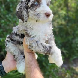 Assorted Doodle Crosses and Poodle Puppies from Jagged Oaks Farm