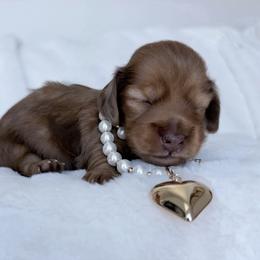 Ariel - Red female Dachshund puppy in Richmond, Virginia from Irresistible Dachshunds & Cavaliers