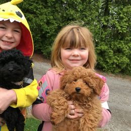 Poodle Puppies from Wilcox Breeding Service