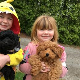 Poodle Puppies from Wilcox Breeding Service