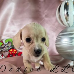 AKC Nala English Cream - Cream female Dachshund puppy in Kansas City, Missouri from Divine Doxies LLC