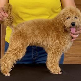 Carla - Poodle