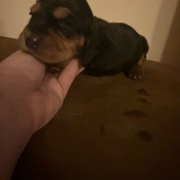Tahiti - Black white and tan male Basset Hound puppy in Letcher, Kentucky from Hackers Appalachian Basset Hounds