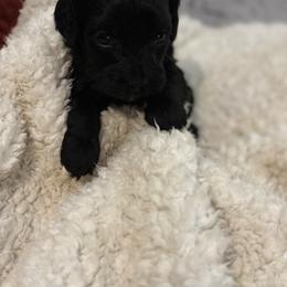 Onyx - Black female Goldendoodle puppy in Waynesboro, Virginia from Forest Creek Kennel