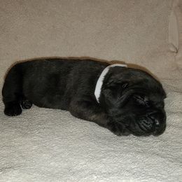 Girl 7 - Brindle Mastiff puppy in Aurora, Colorado from Bratay Mastiffs