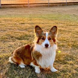 Hazel - Pembroke Welsh Corgi