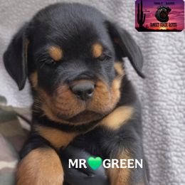 MR GREEN - Black and mahogany male Rottweiler puppy in Tucson, Arizona from Sunset State Rotts