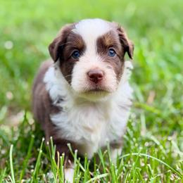 Red Tri Male - Red & white male Miniature Australian Shepherd puppy in Stuart, Virginia from Apple Tree Mini Aussies