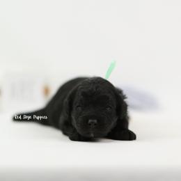 Liberty (Mint Collar Girl) - Black female Cavapoo puppy in Republic, Missouri from Red Skye Puppies