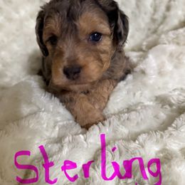 Sterling - Merle female Goldendoodle puppy in Knob Noster, Missouri from Simply Schnauzers
