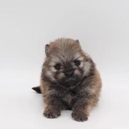 Pomeranian Puppies from Truly Pomeranian