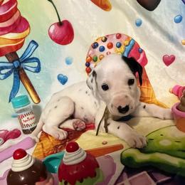 Butter Pecan- Yellow- HUA - White and black female Dalmatian puppy in Claremore, Oklahoma from Lotsofdots Dalmatians