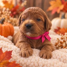 Hot Pink - Red female Irish Doodle puppy in Madison, Wisconsin from Morningside Doodles