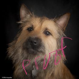 Kush - Cairn Terrier