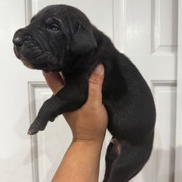 Gravy - Black male Great Dane puppy in Florida from Beachside Kennels