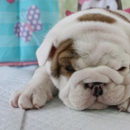 English Bulldog Puppies from Our House Of Treasures