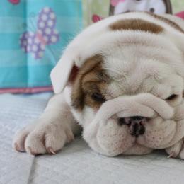 English Bulldog Puppies from Our House Of Treasures