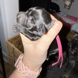 Pink Collar - Black female Schnoodle puppy in Winchester, Tennessee from Mahaffey’s Doodles