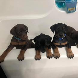 Doberman Pinscher Puppies from Jensen Dobermans