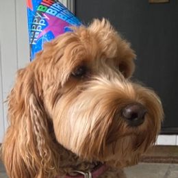 Daisy - Australian Labradoodle