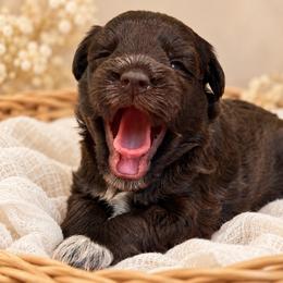 Roxi - Miniature Schnauzer