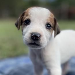 Girl 2 - American Foxhound puppy in Waxhaw, North Carolina from Setting Sun Kennel