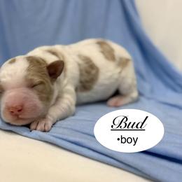 Bud - Parti male Goldendoodle puppy in Jackson, Mississippi from T.M. Poodles & Doodles