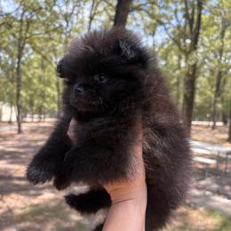 Genie - Black female Pomeranian puppy in Texas from Tiny Tornado Poms