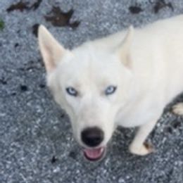 Mishka  - Siberian Husky