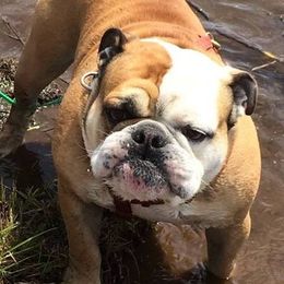 Olde English Bulldogges from Rott N Bull Dog
