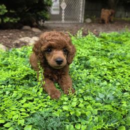 Nala - Red  female Poodle puppy in Fort Salonga, New York from Blues Performance Poodles