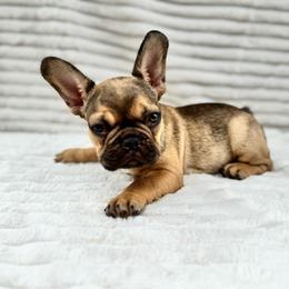 Boy 4 - Fawn male French Bulldog puppy in City Of Industry, California from Cert. Frenchies