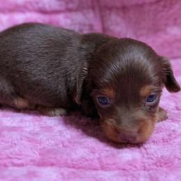 Hershey - Chocolate and tan female Dachshund puppy in Salem, Oregon from Longdox Mini Dachshunds
