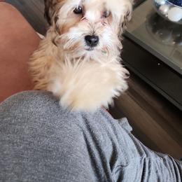 Shorkie All Grown Up from Roover's Oklahoma Shorkies
