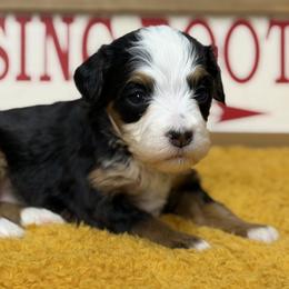 Echo - Tri-color female Bernedoodle puppy in Henry, Illinois from Rowe Farms Doodles