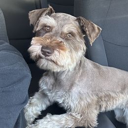 Ruth - Miniature Schnauzer