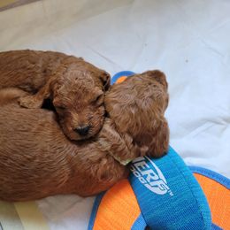 Goldendoodle Puppies from Dream Doodles