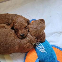 Goldendoodle Puppies from Dream Doodles