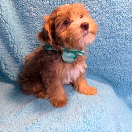 Mocha - Chocolate and tan male Yorkshire Terrier puppy in Shelton, Washington from Cute Yorkies
