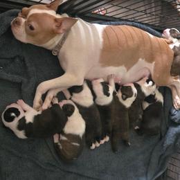 Boston Terrier puppies from Grizzly Bear Bostons