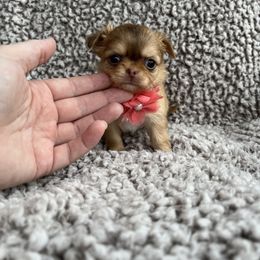 Chihuahua Puppies from Sophia Jade's Chi Brigade