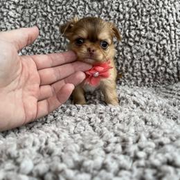 Chihuahua Puppies from Sophia Jade's Chi Brigade