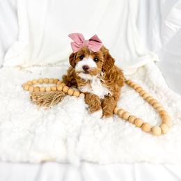 P Y P E R - Red  female Goldendoodle puppy in Richfield, Utah from Cedar Doodles- Home of the Teddybear Goldendoodle