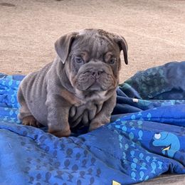 Willow Rayne - Lilac tri-color female Bulldog puppy in Wellsville, New York from Little Bit of Heaven Kennel