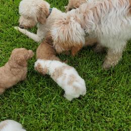 Goldendoodle Puppies from Costa's Curly Canines