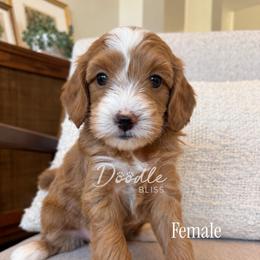 May - Apricot female Goldendoodle puppy in Gilbert, Arizona from Doodle Bliss