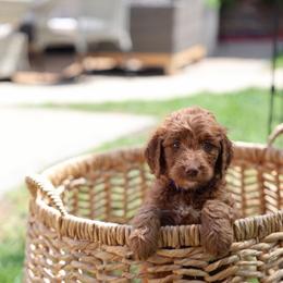 Purple Fortune - Red  female Goldendoodle puppy in Chicago, Illinois from Dos&CoKennels