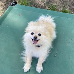 Kuma - Pomeranian