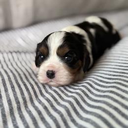 Olive - Tri-color female Cavalier King Charles Spaniel puppy in Fresno, California from CaliCavaliers