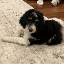 Bernedoodle and Poodle Puppies from Sunset Family Farm